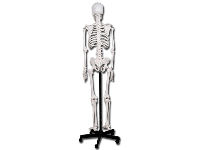 Scheletro anatomico modello scheletro umano da 45cm con supporto, parti  rimovibili e mobili per l'insegnamento e lo studio dell'anatomia -  AliExpress