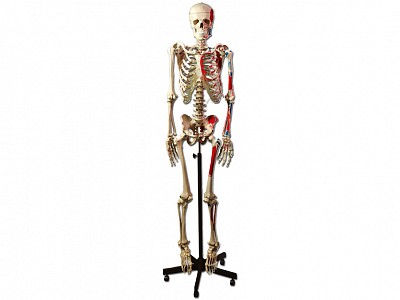 40125.jpg